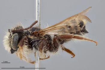 Media type: image;   Entomology 15729 Aspect: habitus lateral view